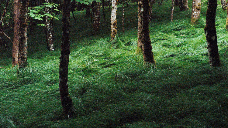 Titelbild Kategorie "Natur" - Kunstdrucke von analogen Fotografien