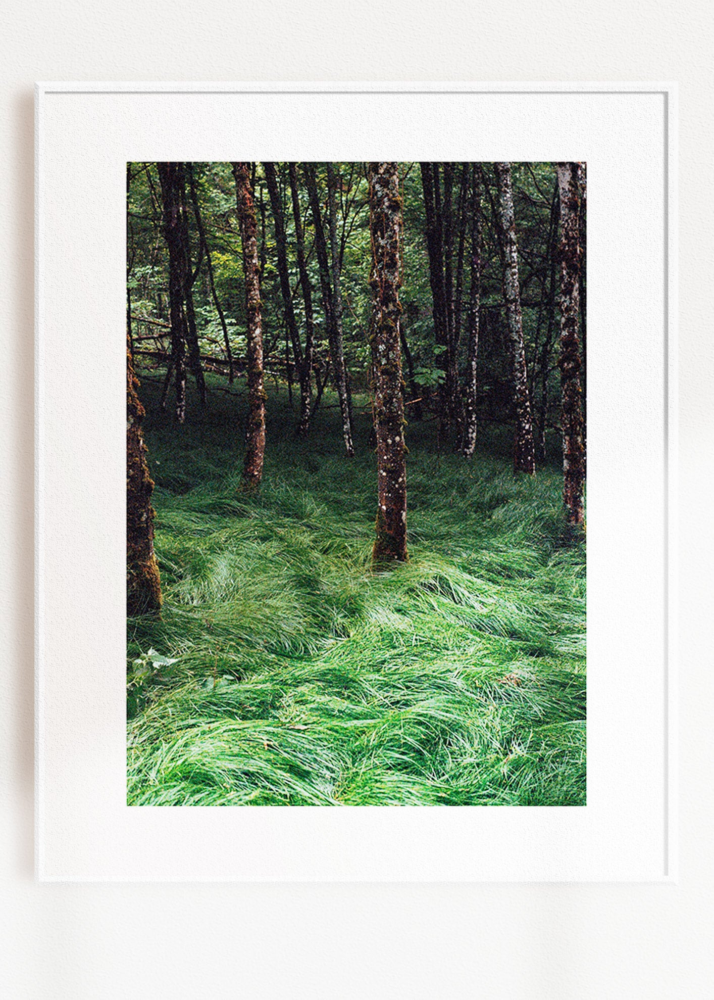 Gerahmter Kunstdruck "Verwunschener Wald 2"
