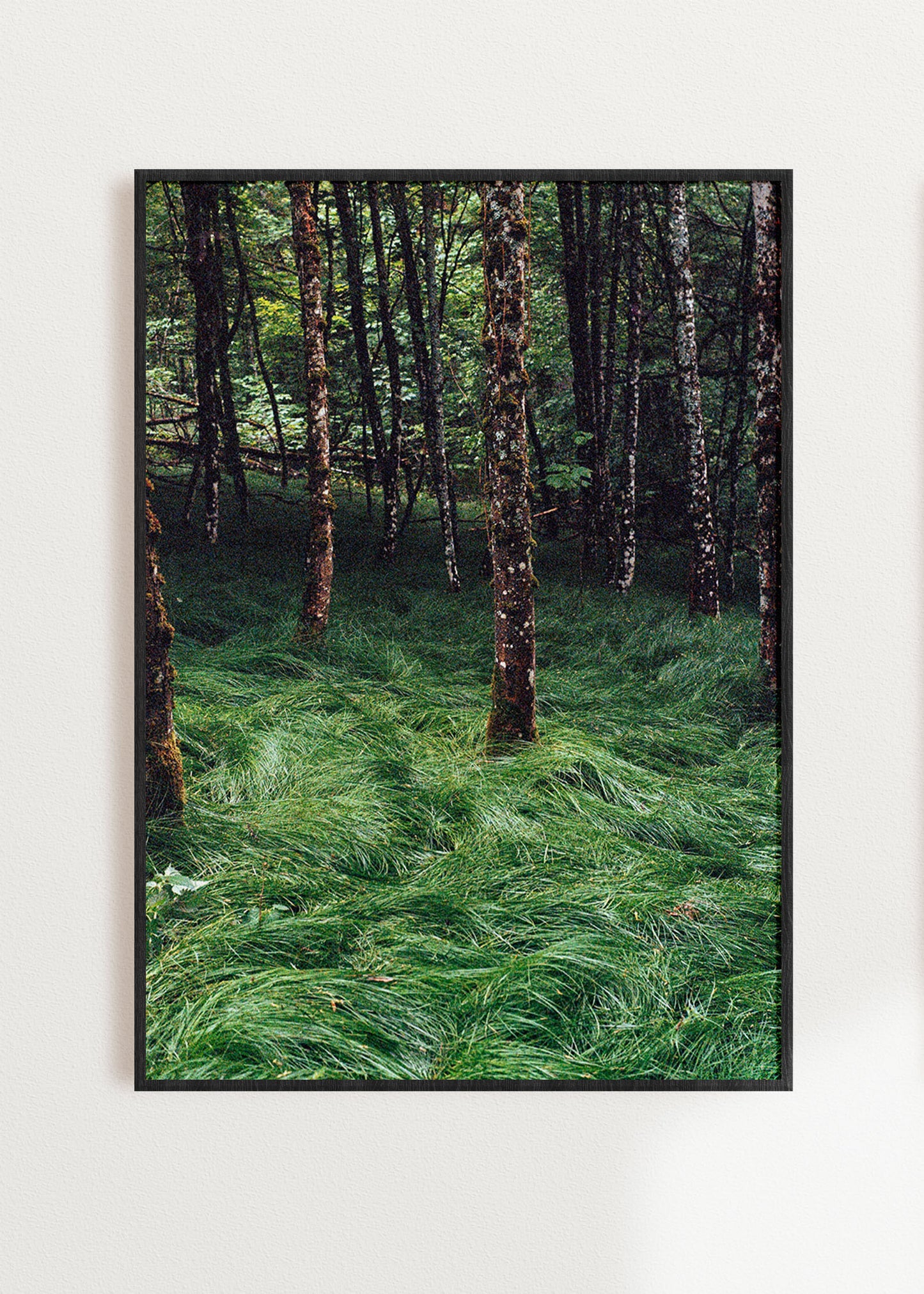 Gerahmter Kunstdruck "Verwunschener Wald 2"
