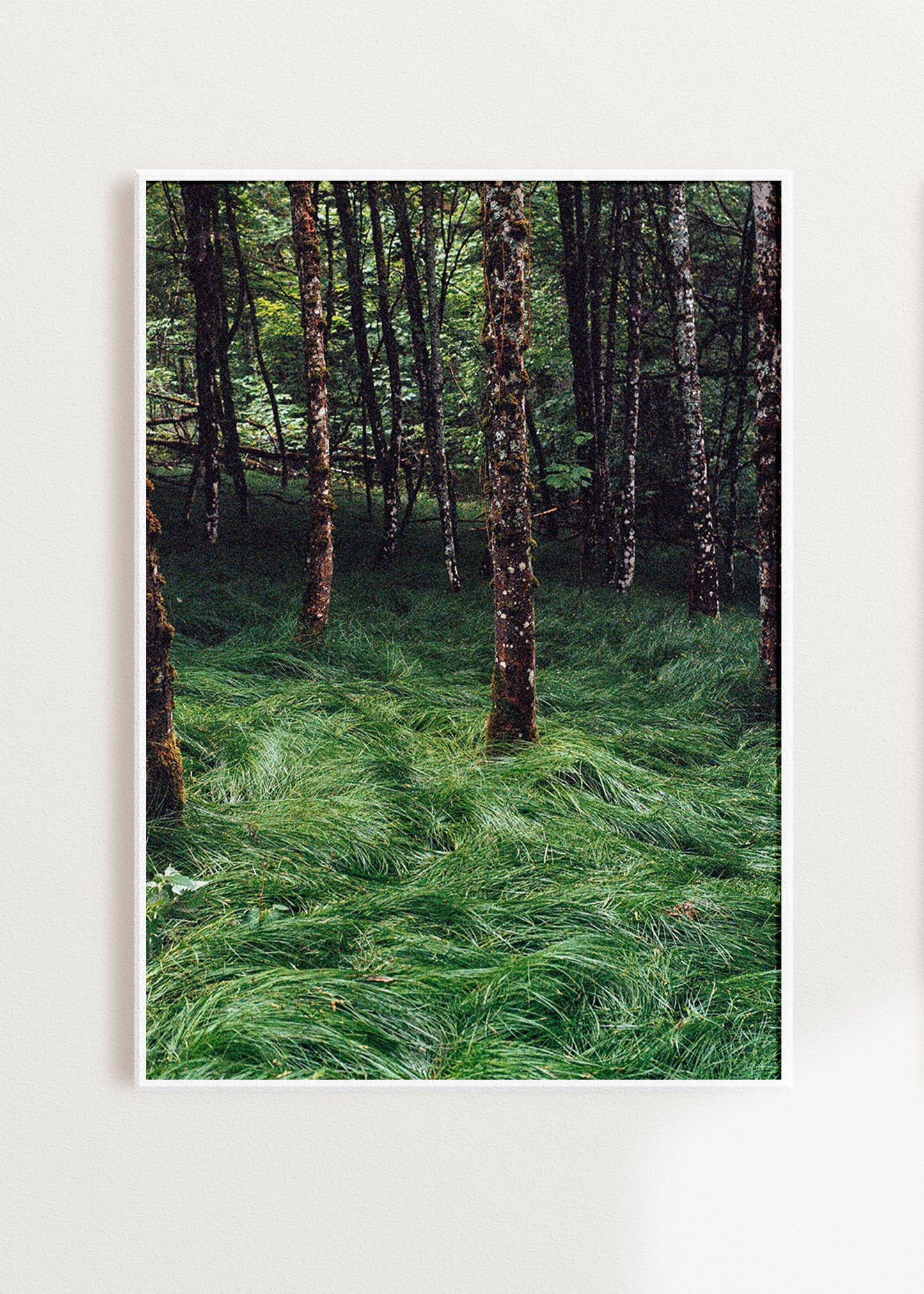 Gerahmter Kunstdruck "Verwunschener Wald 2"
