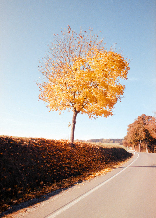 Gerahmter Kunstdruck "Herbstbaum"