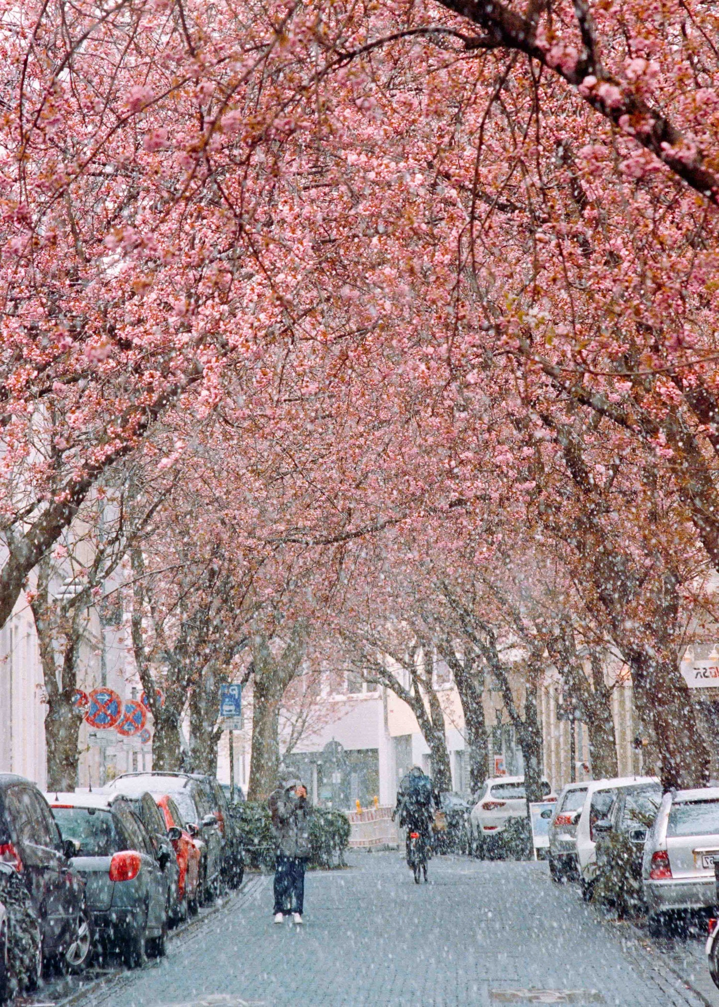 Gerahmter Kunstdruck "Kirschblüte Bonn 1"