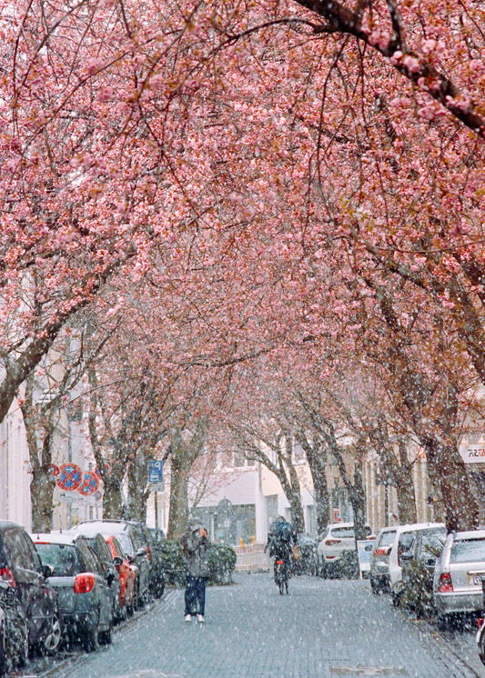 Gerahmter Kunstdruck "Kirschblüte Bonn 1"