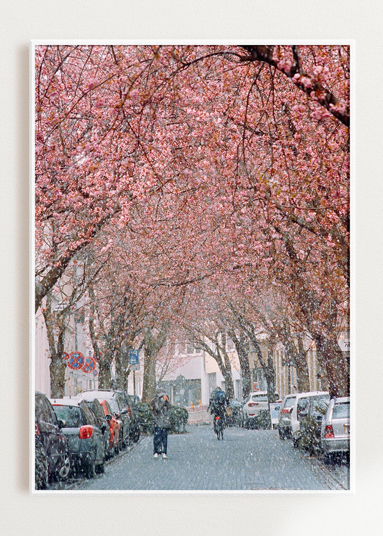 Gerahmter Kunstdruck "Kirschblüte Bonn 1"