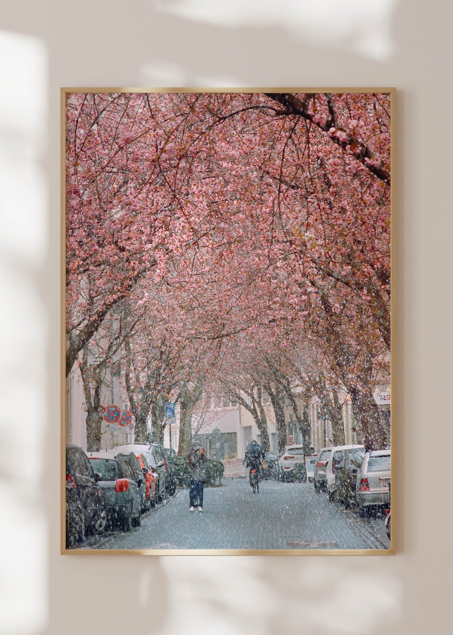 Gerahmter Kunstdruck "Kirschblüte Bonn 1"