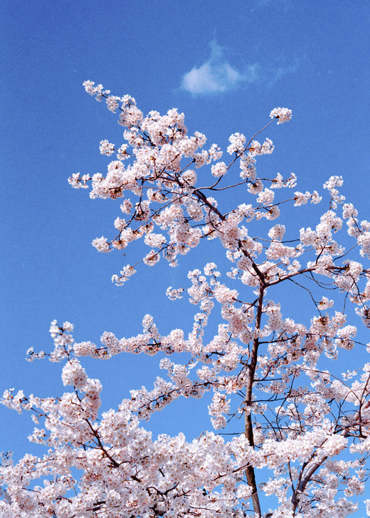 Gerahmter Kunstdruck "Blüte"