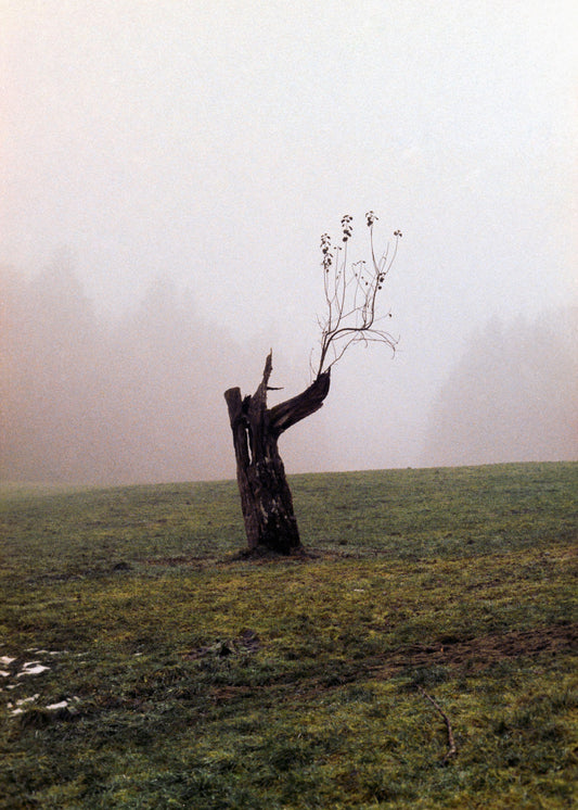 Gerahmter Kunstdruck "Baum"
