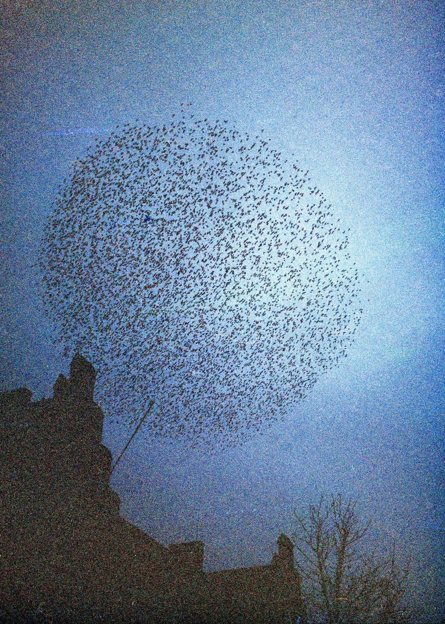 Gerahmter Kunstdruck "Murmuration"