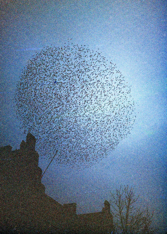 Gerahmter Kunstdruck "Murmuration"