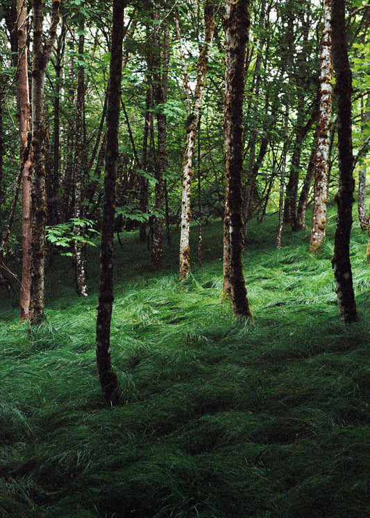 Gerahmter Kunstdruck "Verwunschener Wald 1"