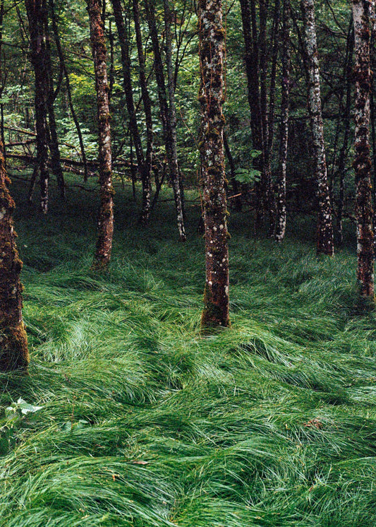 Gerahmter Kunstdruck "Verwunschener Wald 2"