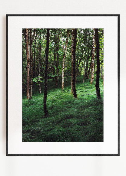 Gerahmter Kunstdruck "Verwunschener Wald 1"
