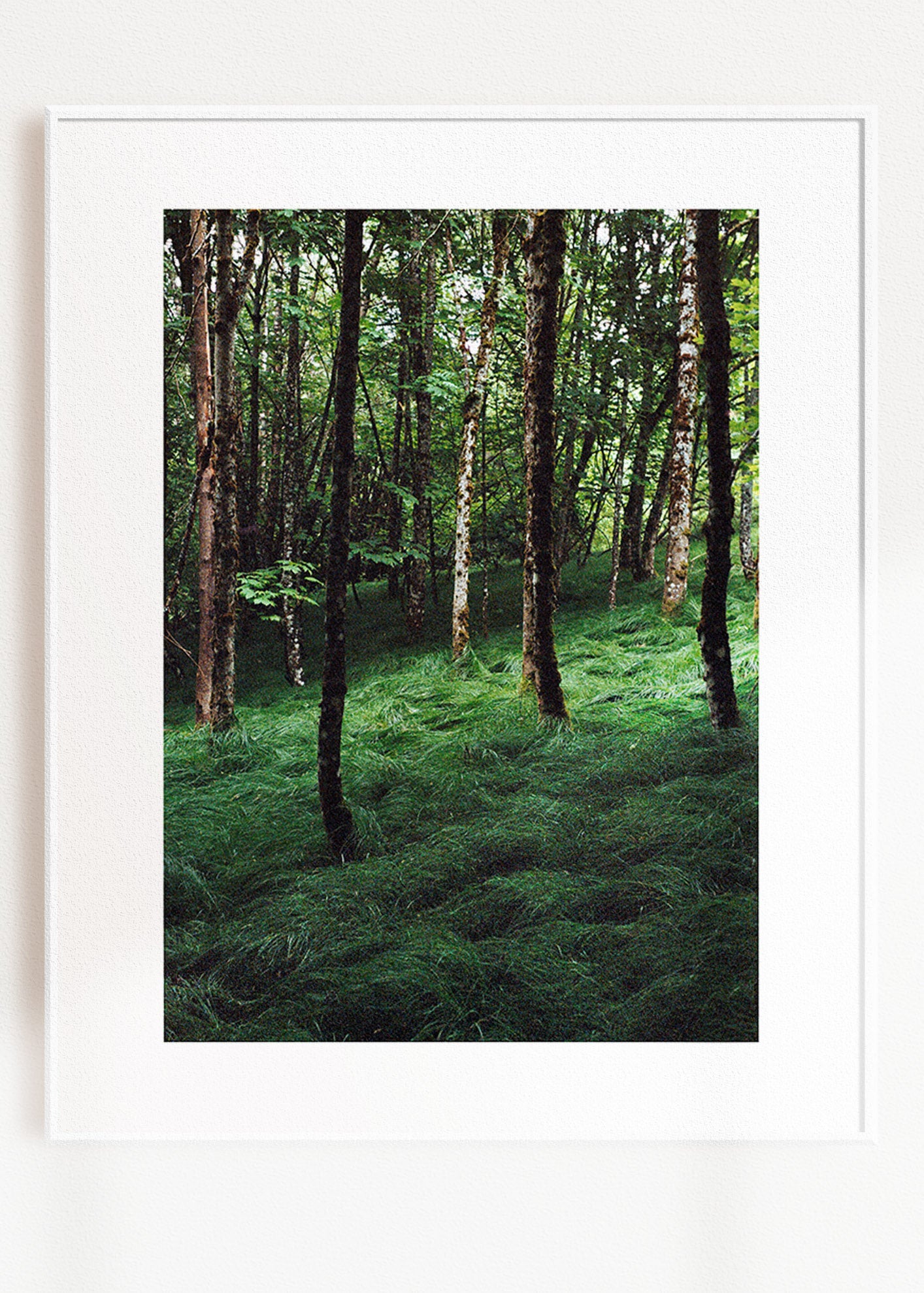 Gerahmter Kunstdruck "Verwunschener Wald 1"