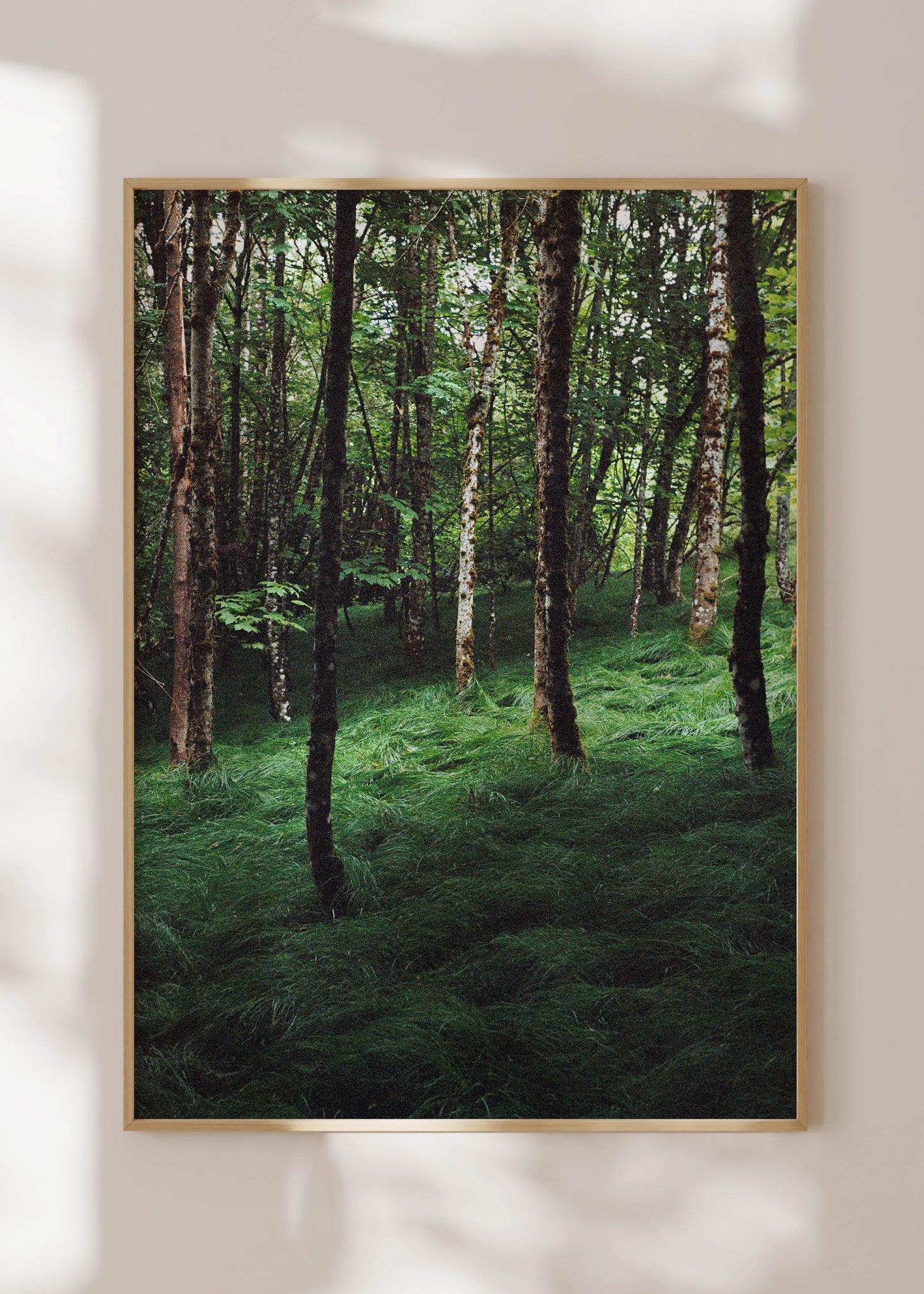 Gerahmter Kunstdruck "Verwunschener Wald 1"