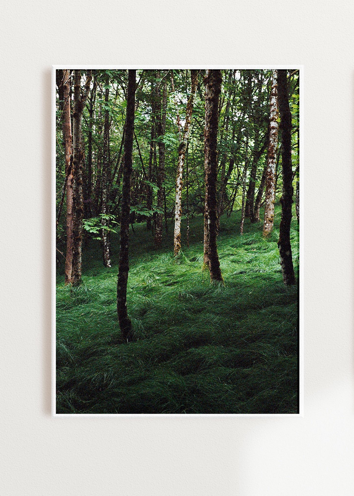 Gerahmter Kunstdruck "Verwunschener Wald 1"