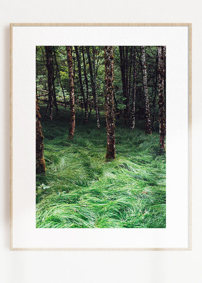 Gerahmter Kunstdruck "Verwunschener Wald 2"