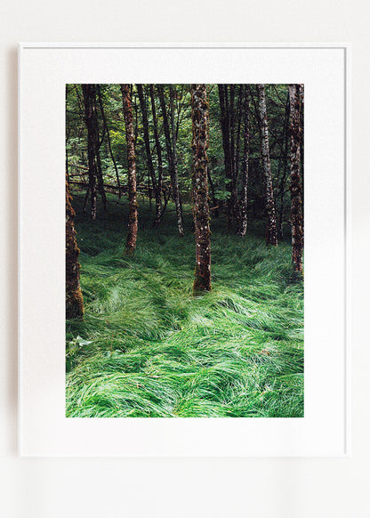 Gerahmter Kunstdruck "Verwunschener Wald 2"