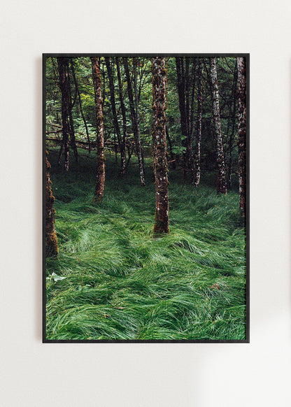 Gerahmter Kunstdruck "Verwunschener Wald 2"