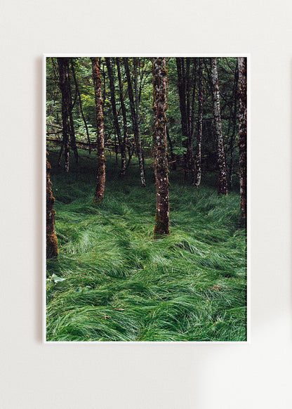 Gerahmter Kunstdruck "Verwunschener Wald 2"