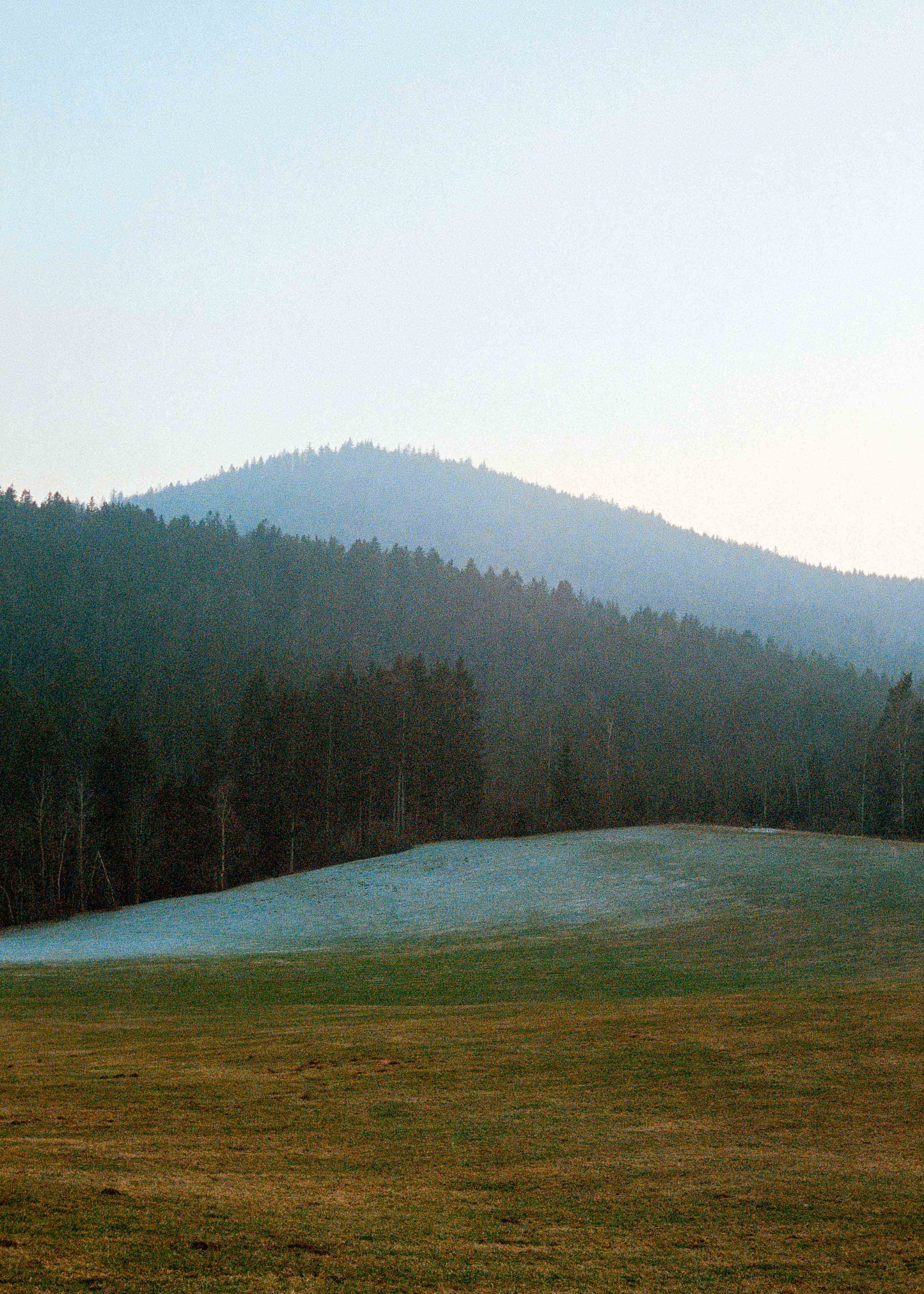 Gerahmter Kunstdruck "Wald, Linien"